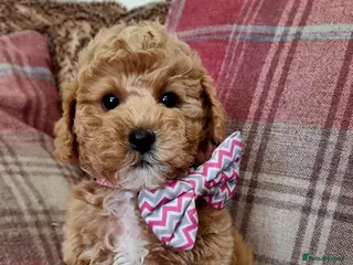 Maltipoo dogs 🩷 LAST GIRL HYPOALLERGENIC TEDDY BEAR 🐻 - Advert 2