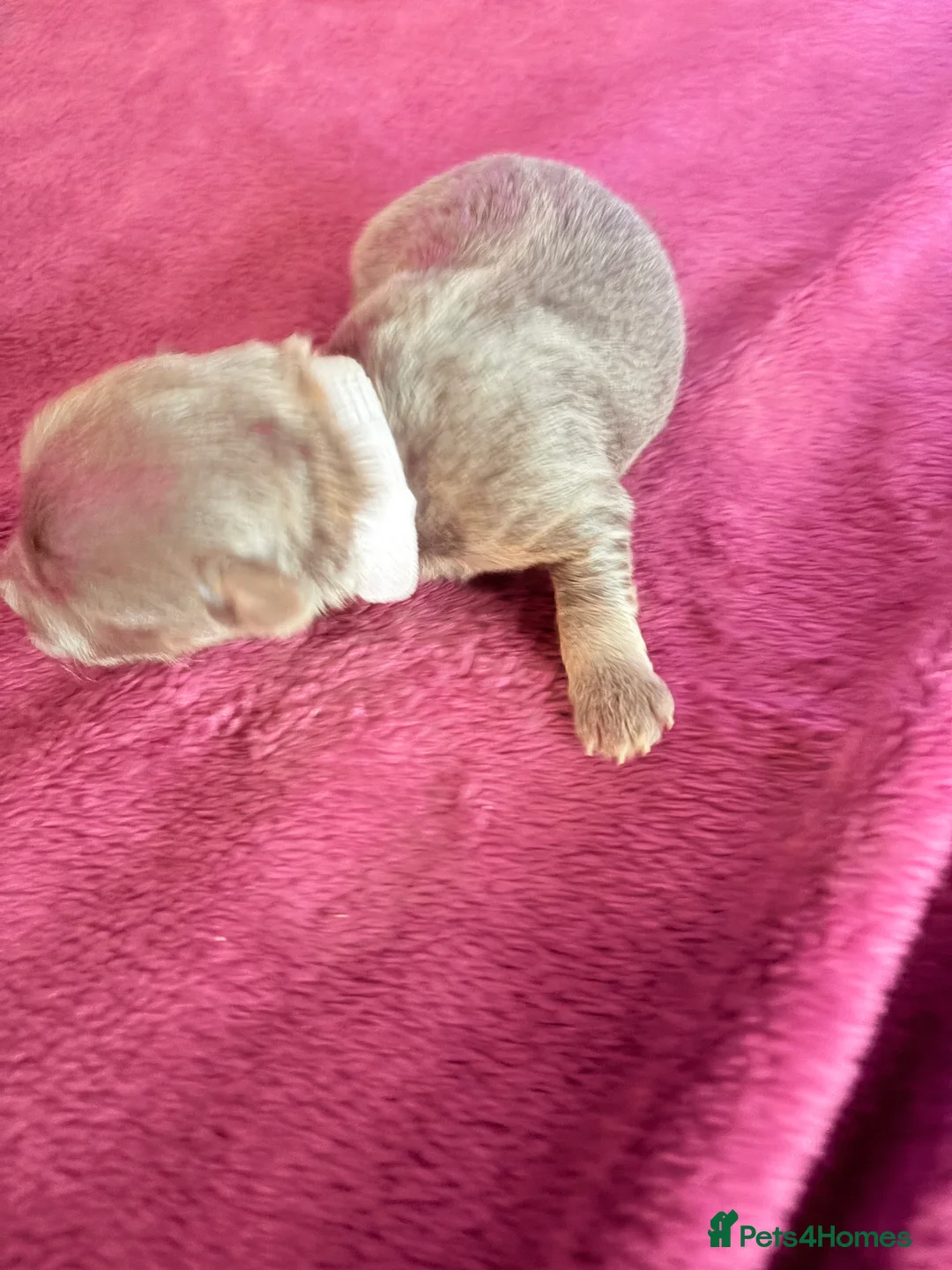 Yorkshire Terrier dogs for sale: Yorkshire Terrier Puppies - Advert 2