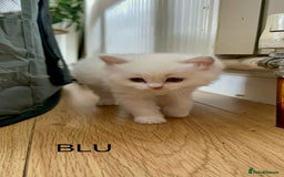 Ragdoll cats for sale: Gorgeous Litter of ragdolls ready 10/10/25 - Image 3