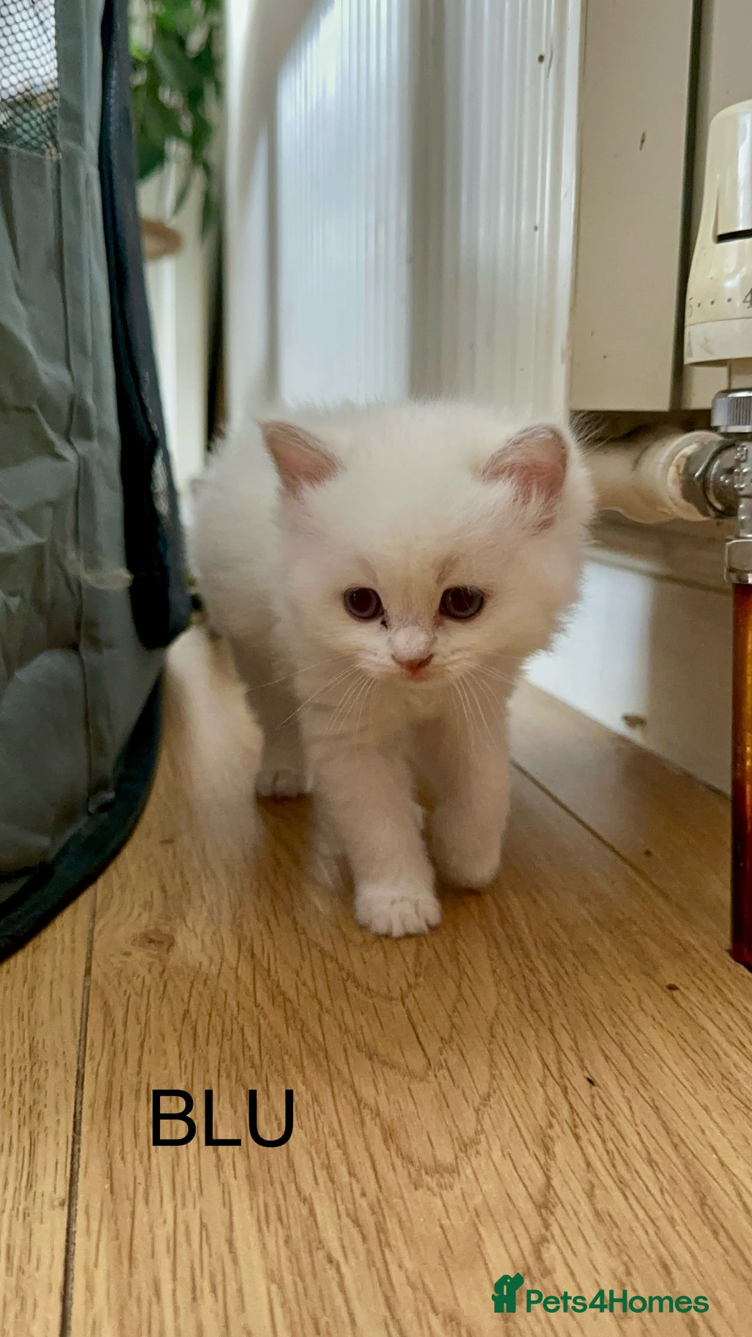 Ragdoll cats for sale: Gorgeous Litter of ragdolls ready 10/10/25 - Image 3