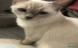 Ragdoll cats for sale: Ragdoll Kittens looking for loving new home - Image 14