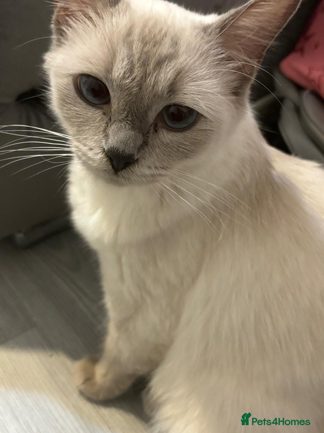 Ragdoll cats for sale: Ragdoll Kittens looking for loving new home - Image 14