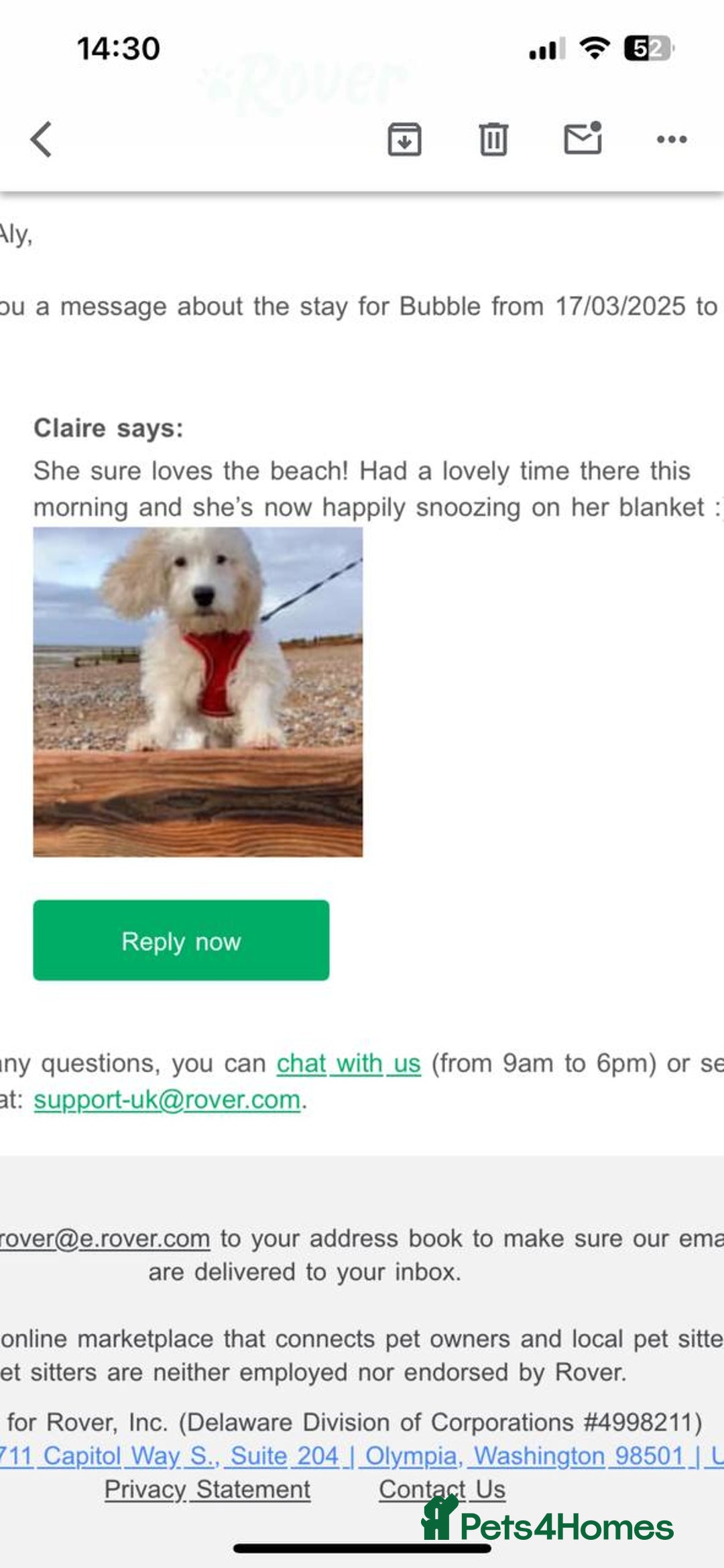 Cockapoo dogs for sale: Beloved Cockapoo Bubble for sale - Advert 6