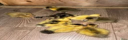 Ducks poultry for sale: Indian runner ducklings  - Advert 3