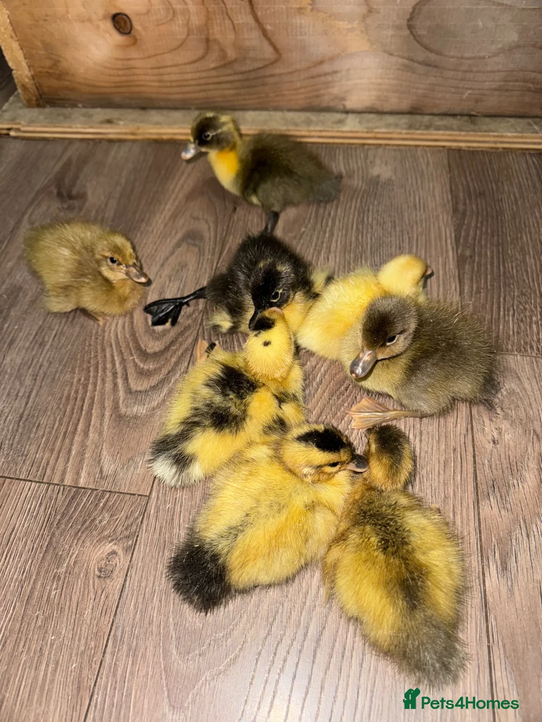 Ducks poultry for sale: Indian runner ducklings  - Advert 3