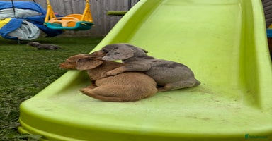 Miniature Dachshund dogs - Advert 10