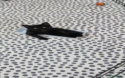 Mixed Breed cats for sale: Half ragdoll kittens for sale - Image 3