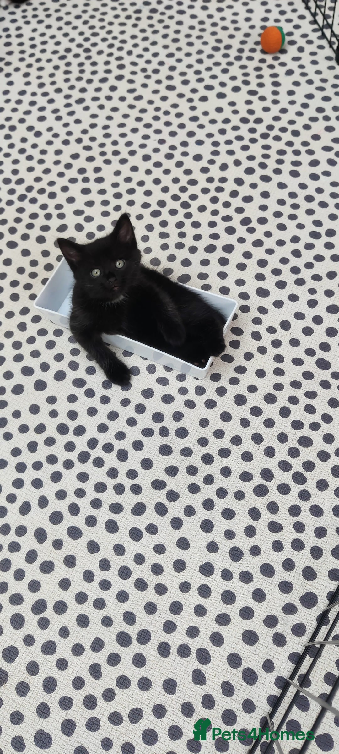 Mixed Breed cats for sale: Half ragdoll kittens for sale - Image 3