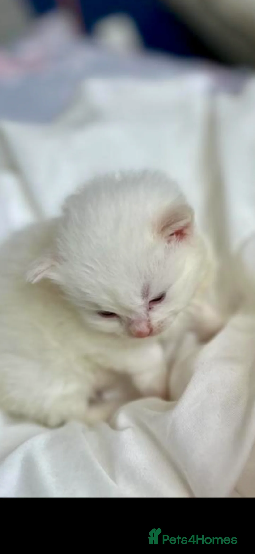 Ragdoll cats for sale: 🩷 WAITING LIST NOW OPEN 💜 - Advert 2