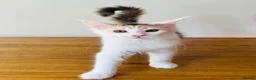 Maine Coon cats for sale: Pure bred Maine coon Kittens  - Advert 17