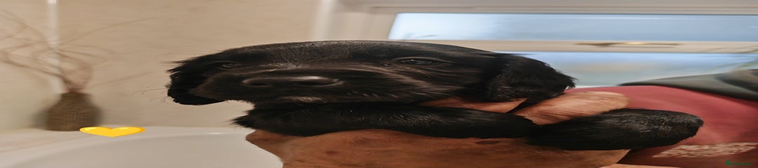 Sprocker Puppy 4