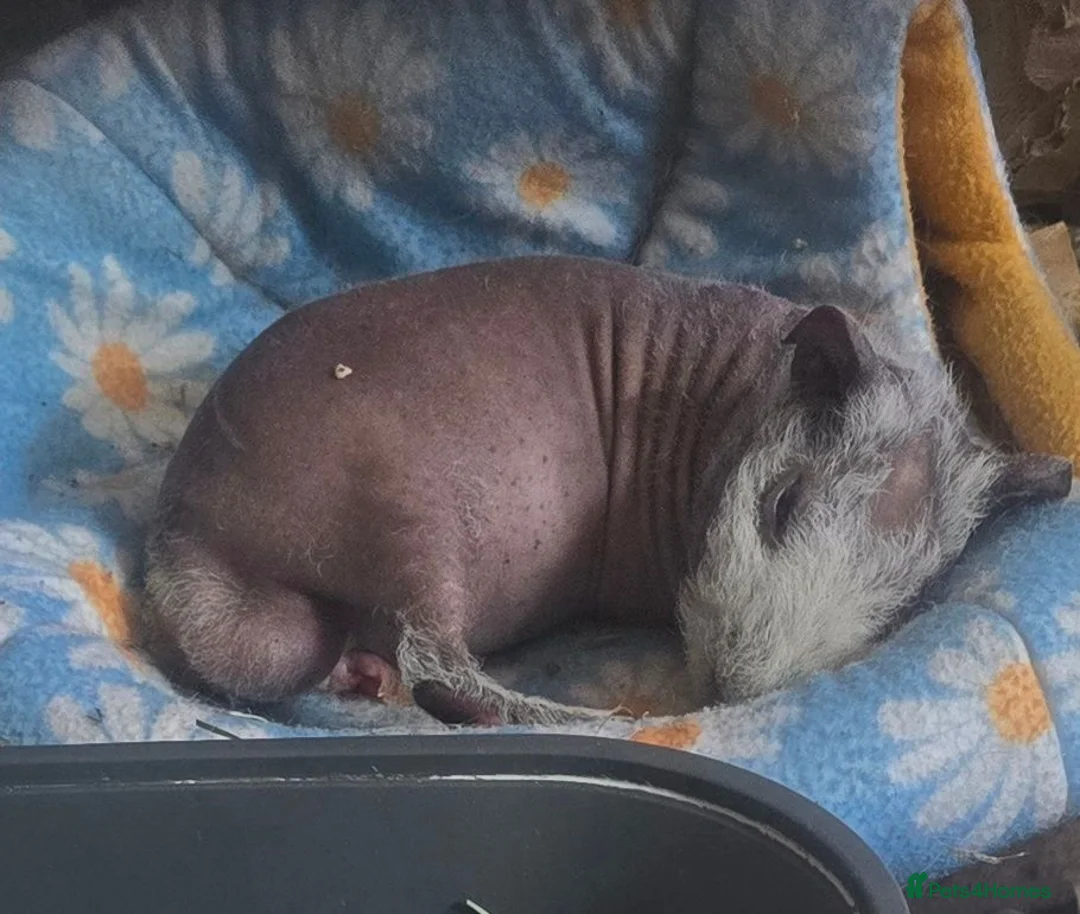 Guinea Pig rodents for sale: 2 friendly skinny pig boys guinea - Advert 2