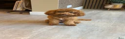 Cavapoo dogs for sale: Gorgeous little girl Cavapoo Puppy - Advert 8