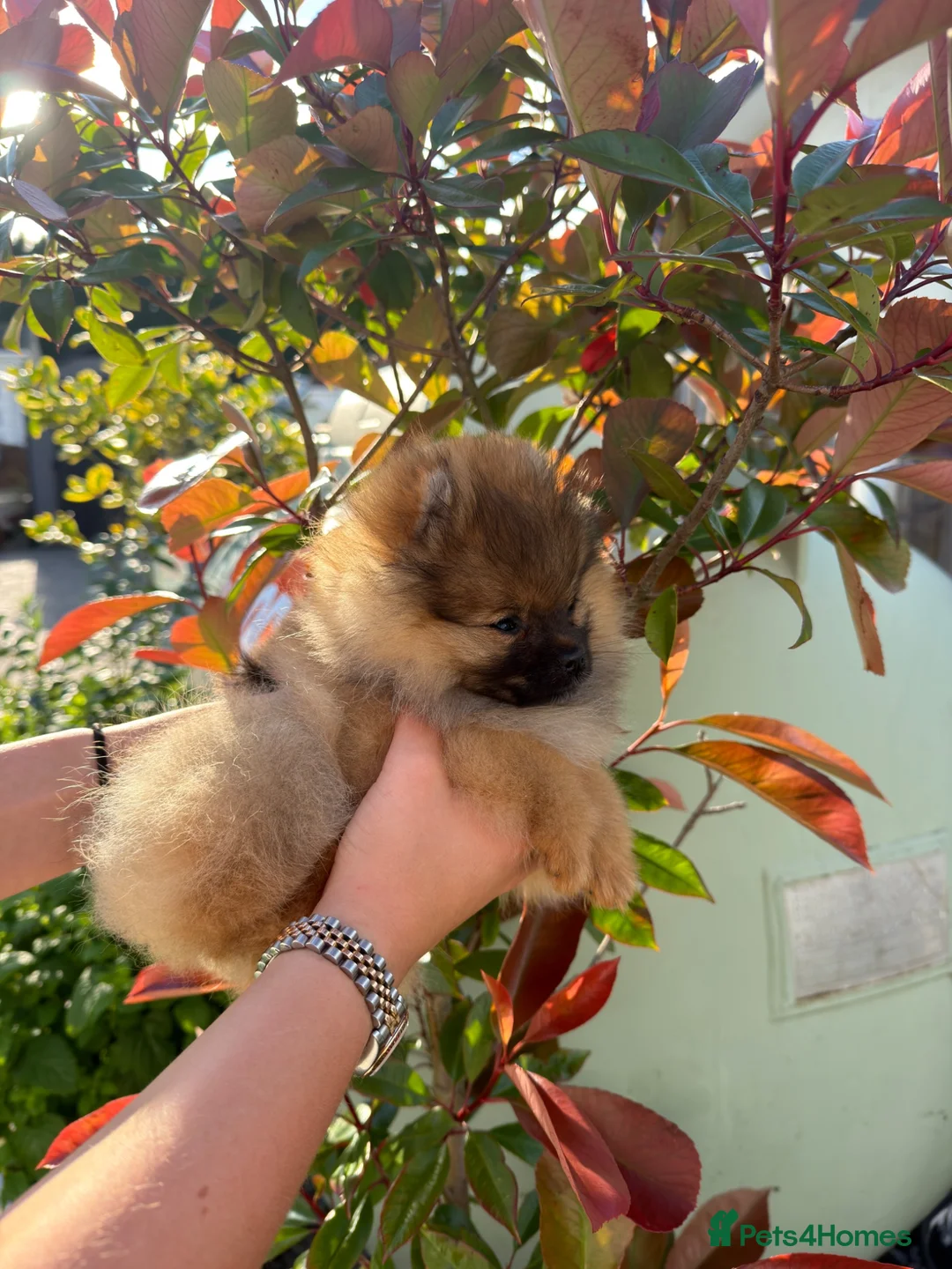 Pomeranian dogs for sale: 1 pom girl available  - Advert 2