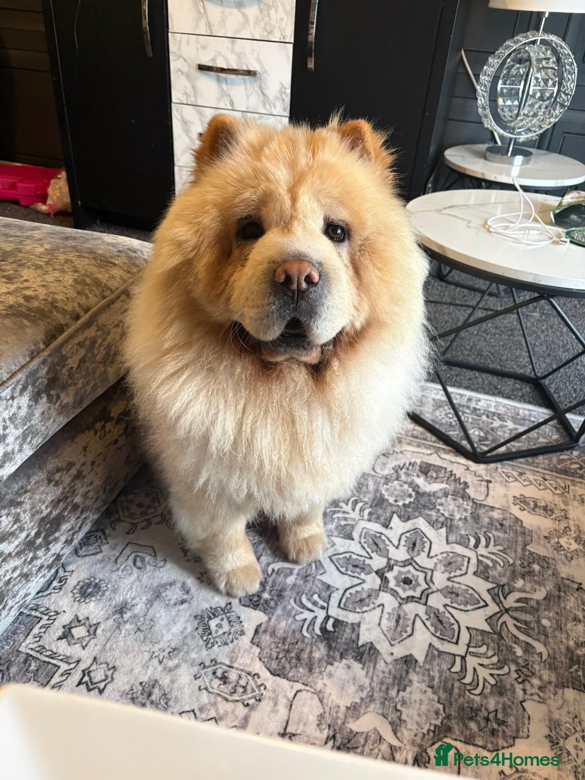 Chow Chow dogs 5 Year Old Male Chow Chow Needs A Home - Advert 4