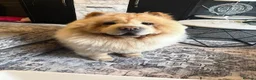 Chow Chow dogs for sale: 5 Year Old Chow Chow Male Needs A Home - Advert 1