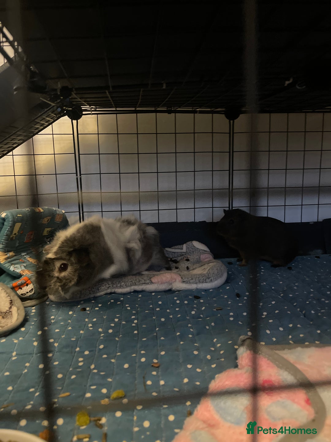 Guinea Pig rodents for sale: Mother and 3 babies  - Image 4