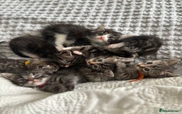 Maine Coon cats for sale: 🌟Adorable kittens now ready 4 forever home🌟 - Image 33