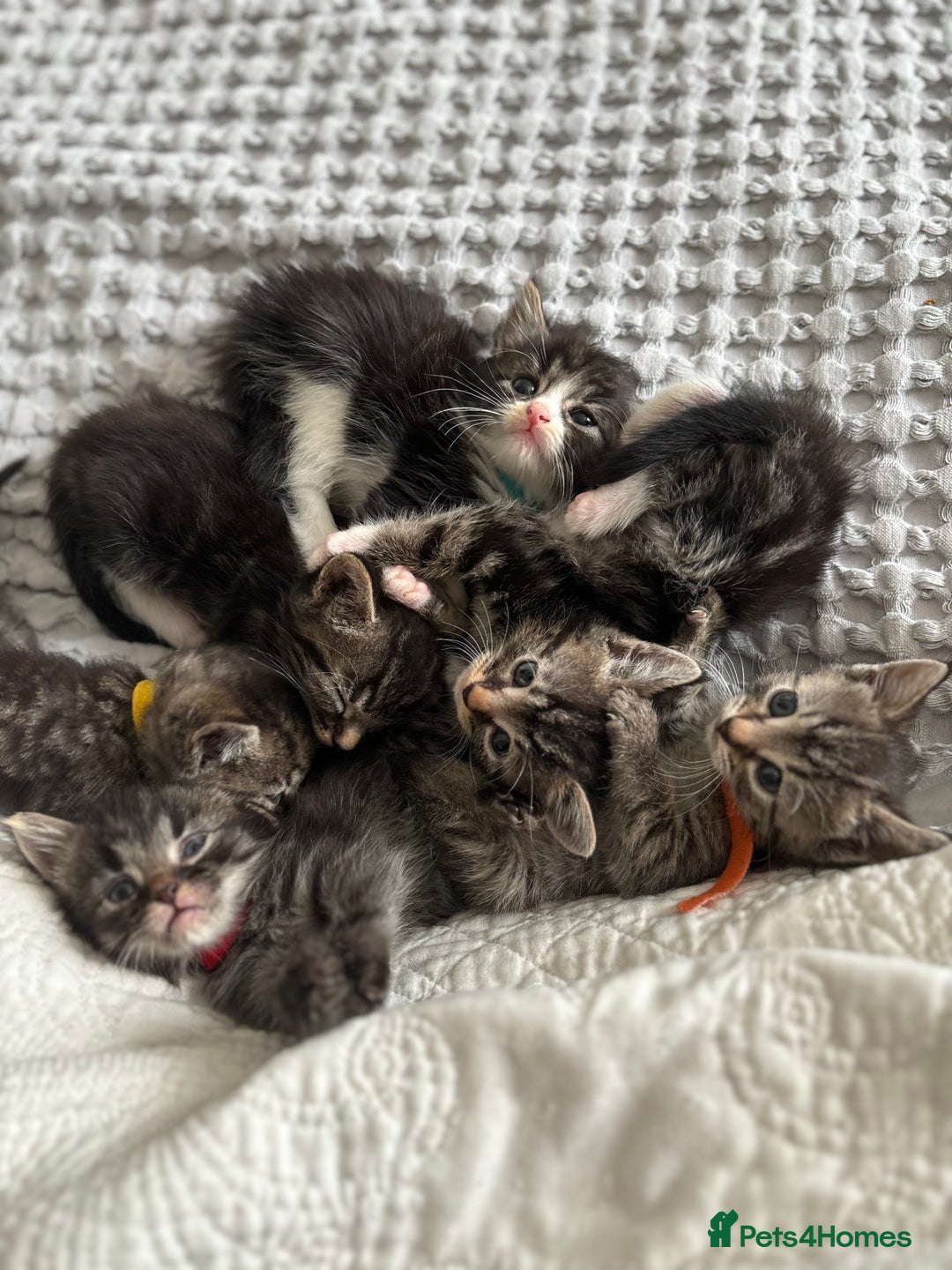 Maine Coon cats for sale: 🌟Adorable kittens now ready 4 forever home🌟 - Image 33