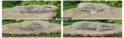 Mini Lop rabbits for sale: Pure bred mini lop baby rabbits  - Advert 2