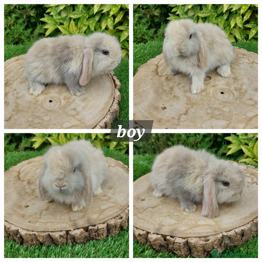 Mini Lop rabbits for sale: Pure bred mini lop baby rabbits  - Advert 2