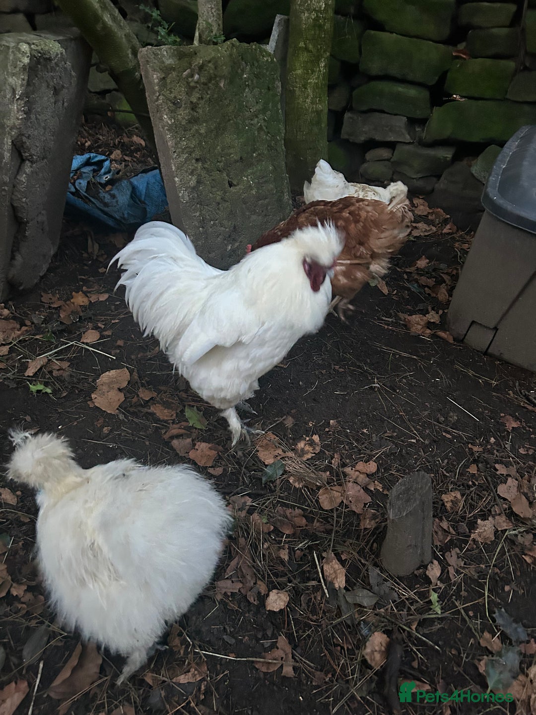 Chickens poultry for sale: Pure white silky male- proven breeder.  - Advert 11