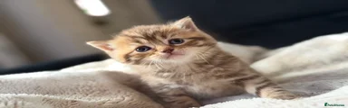 British Shorthair 2