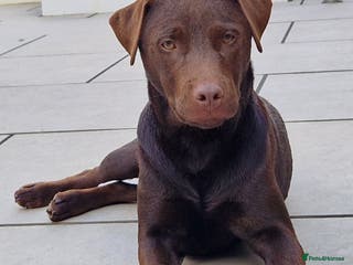 Patterdale Terrier dogs Patterdale stud dog- Reggie in Burton-on-Trent - Advert 1