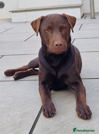 Patterdale Terrier dogs in Burton-on-Trent - Advert 1