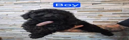 Cockapoo dogs for sale: 7 x F2 cockerpoo puppies 4 boys 3 girls - Advert 19