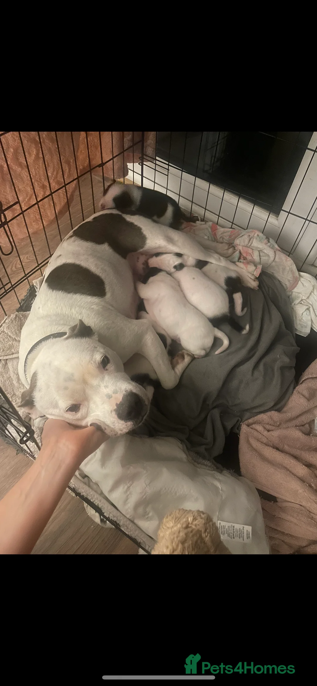 Mixed Breed dogs for sale: Staffie x collie pup - Advert 2