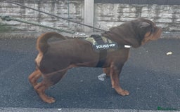Shar Pei dogs for stud: Stunning Chocolate and Tan Boy - Image 2