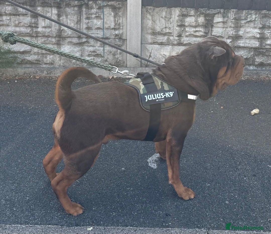 Shar Pei dogs for stud: Stunning Chocolate and Tan Boy - Image 2