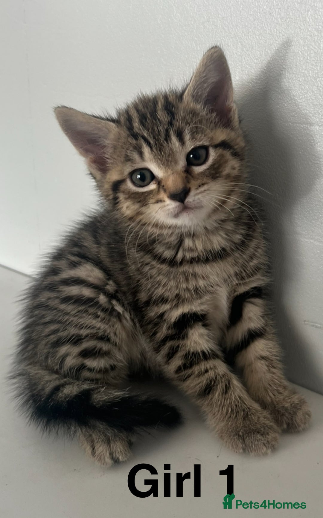 Bengal cats for sale: Gorgeous bengal kittens. READY NOW!!!! - Image 9