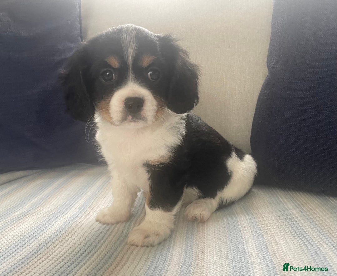 Cavachon dogs for sale: Cavachon puppies  - Image 12