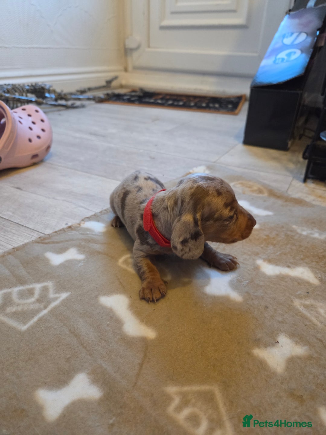 Miniature Dachshund dogs for sale: Ready to go 3/12/25 - stunning coloured Dachsunds - Image 7