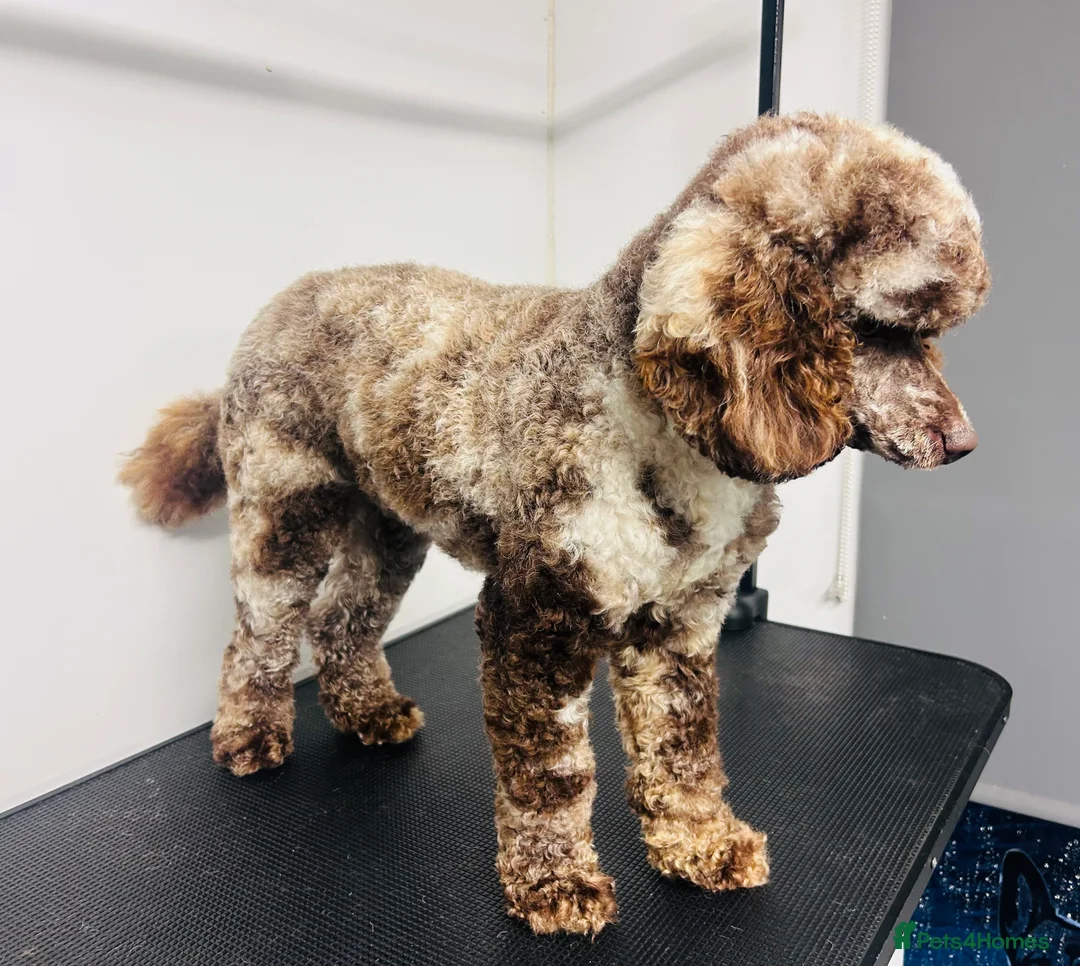 Miniature Poodle dogs for stud: Miniture Chocolate Merle poodle in Telford - Advert 9