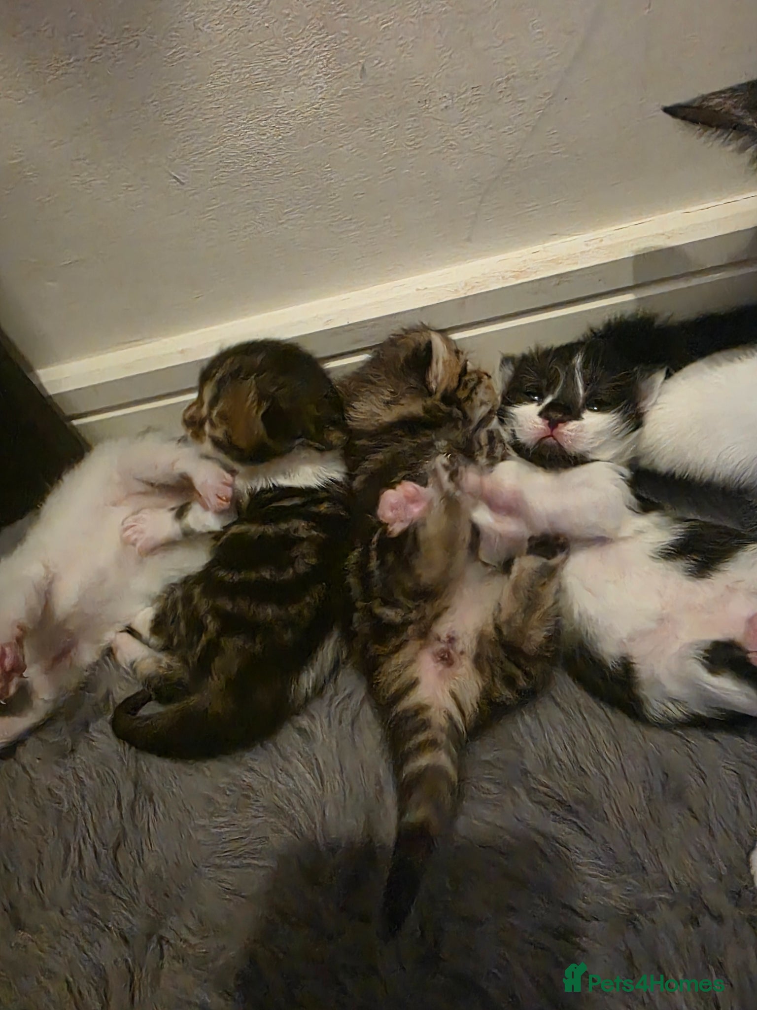 Domestic Shorthair cats 3 lovely girl kittens  - Advert 5