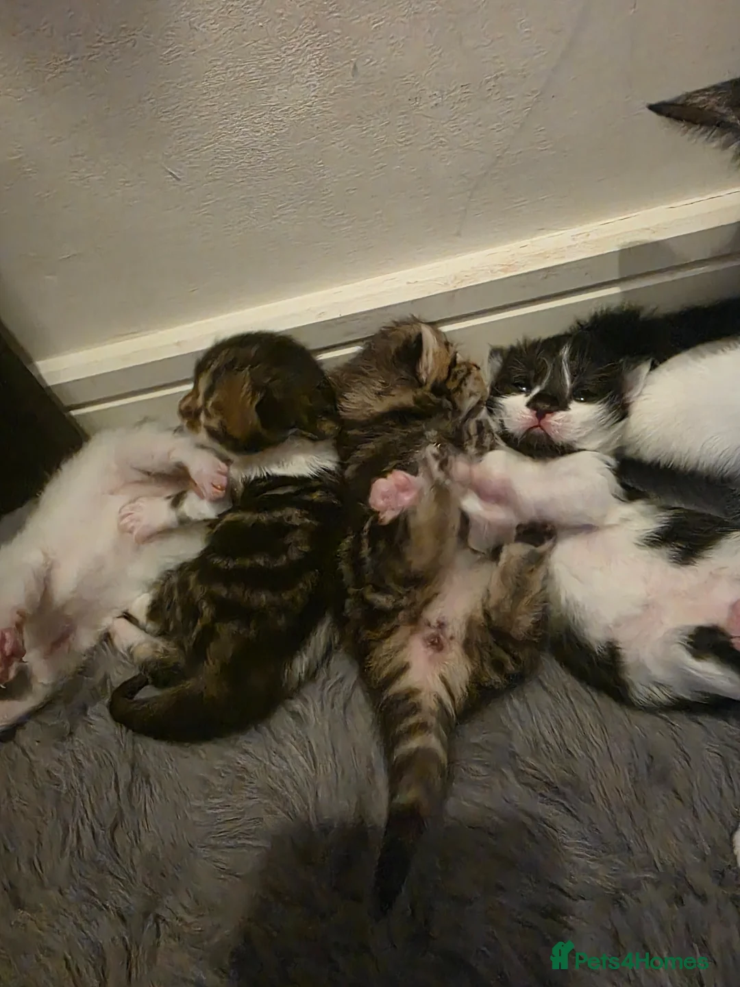 Domestic Shorthair cats for sale: 3 lovely girl kittens  - Advert 1