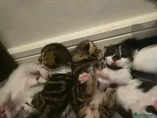 Domestic Shorthair cats 3 lovely girl kittens - Advert 5