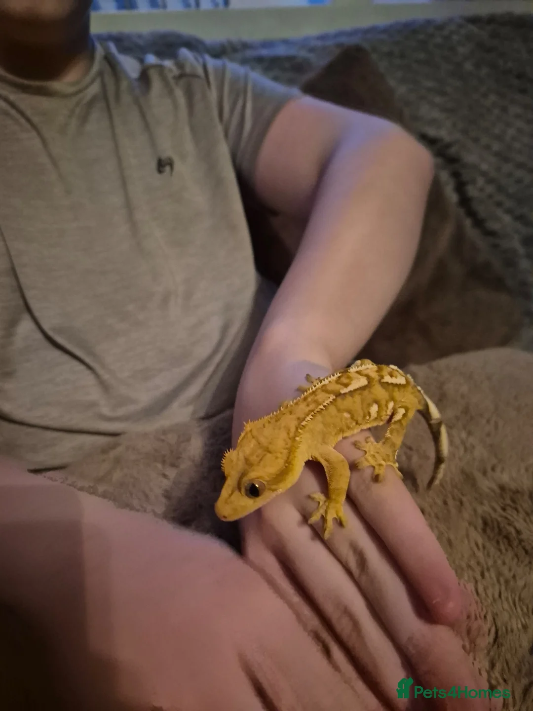 Gecko reptiles for sale: Lovely Crested Gecko and complete setup in Ardrossan - Advert 8