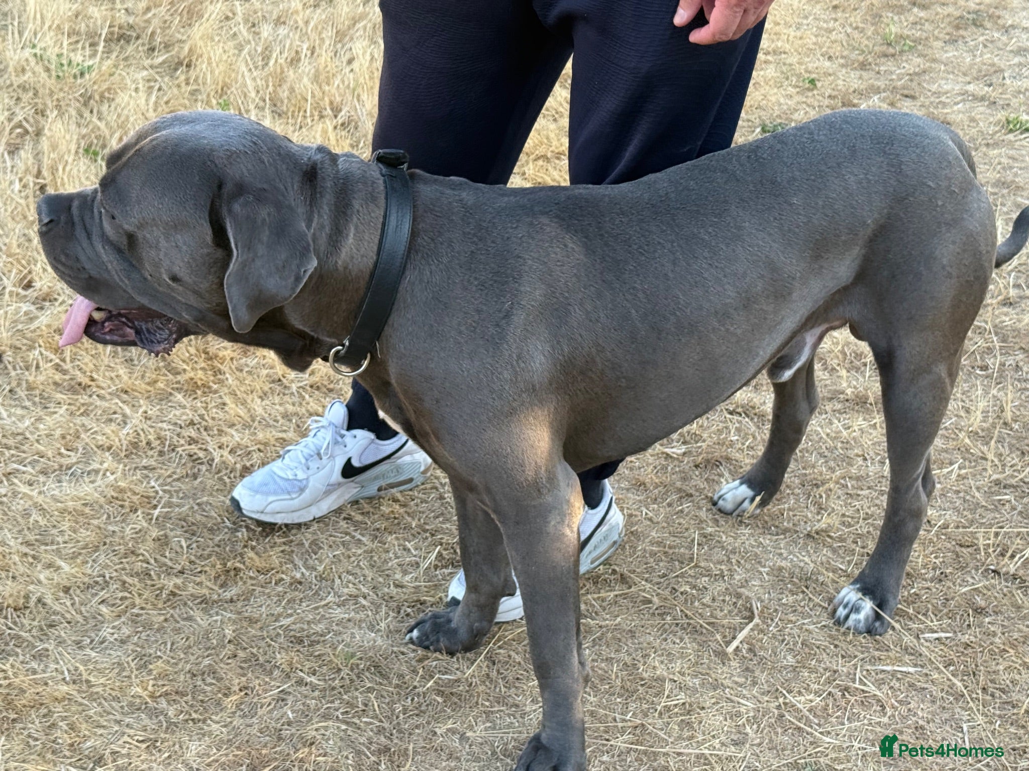 Cane Corso dogs Proven large cane corso stud - Advert 5