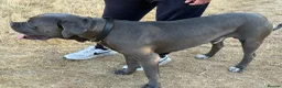 Cane Corso dogs for stud: Proven large cane corso stud - Advert 1