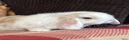 Mini Lop rabbits for sale: Super cute mini lop babies  in Llandysul - Advert 8