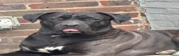 Cane Corso dogs for sale: 23 month cane corso in London - Advert 4