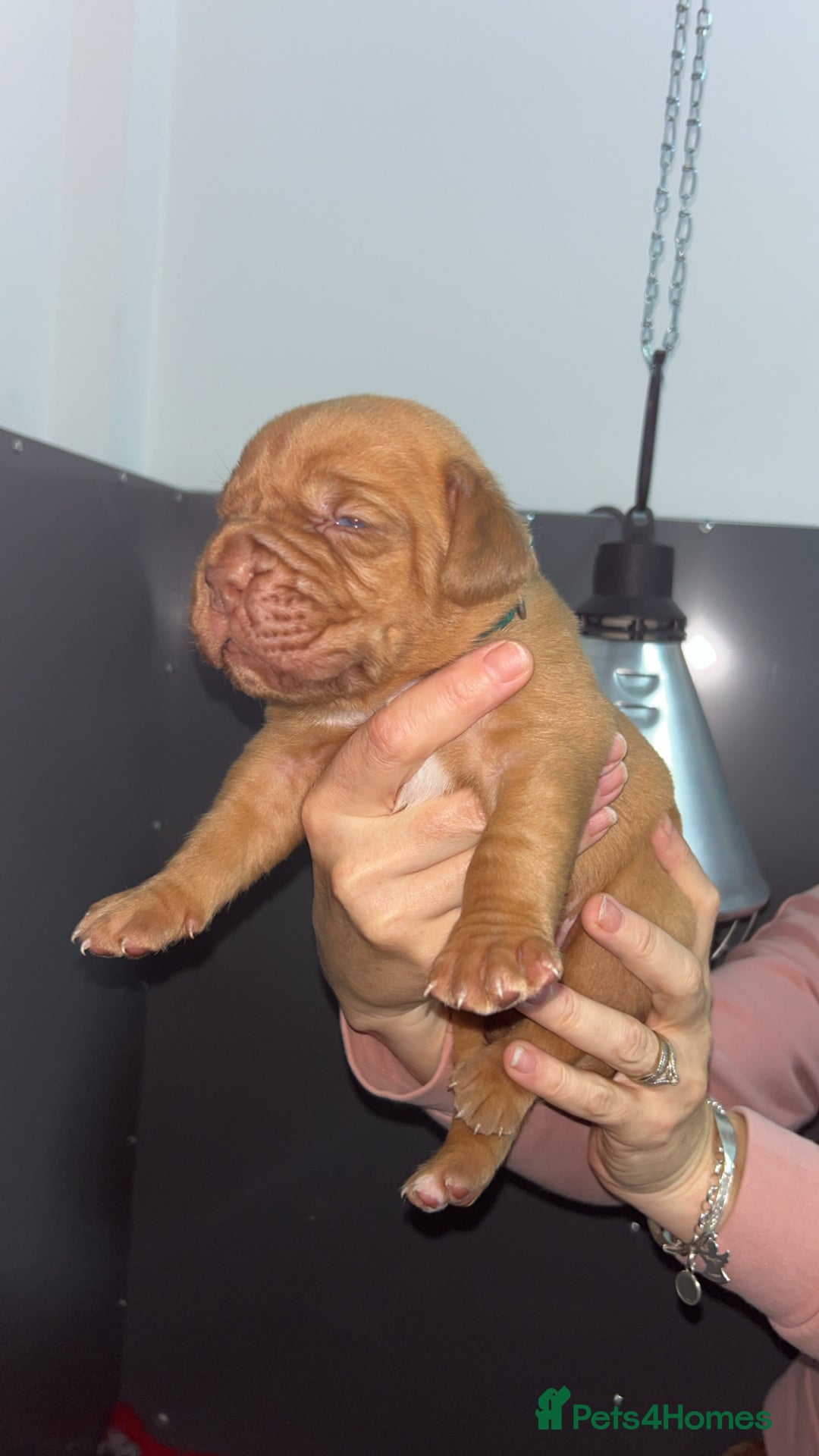 Dogue De Bordeaux dogs for sale: Chunky kc registered dogue de Bordeaux puppies - Advert 23