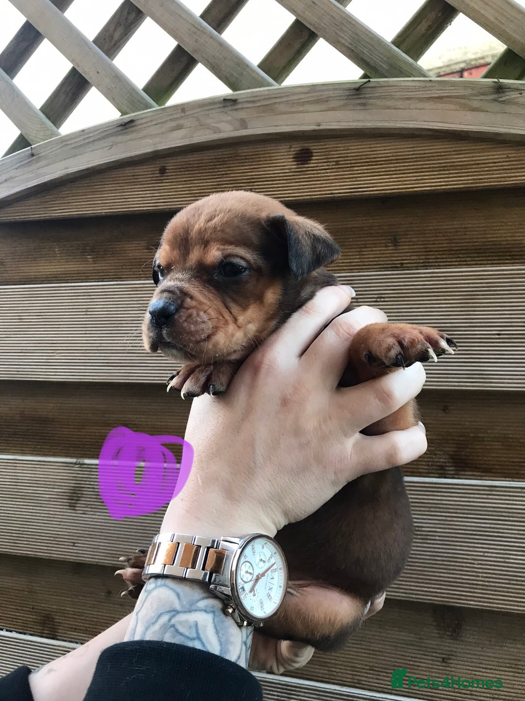 Mixed Breed dogs for sale: Bullweiller pups Merle  - Advert 8