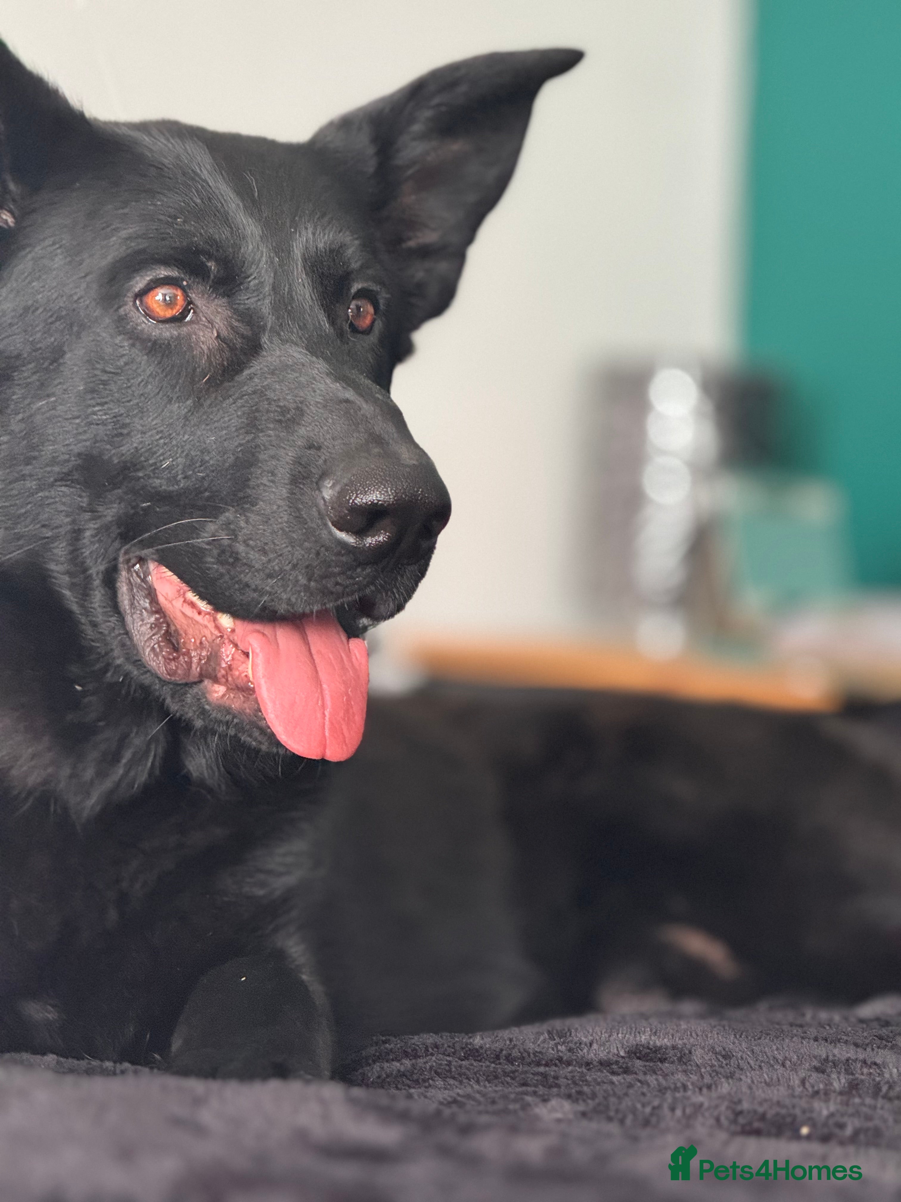 German Shepherd dogs Black German shepherd - male  - Advert 1