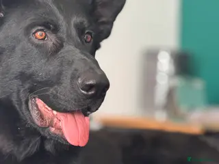 German Shepherd dogs Black German shepherd - male - Advert 2