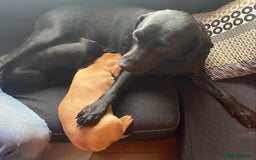 Labrador Retriever dogs for sale: Litter Of 9 Beautiful Black and Fox Red Puppies - Image 9